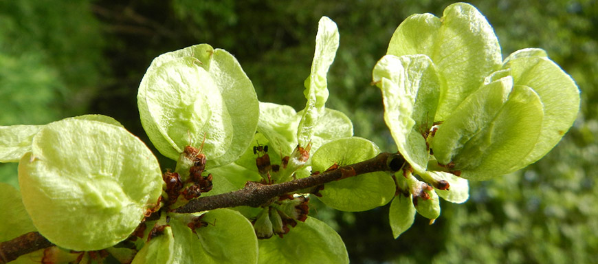 Verein Naturvermittlung - Ulmen-Jause