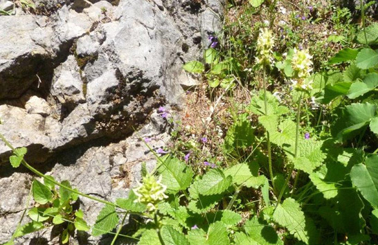 Willkommen im Verein Naturvermittlung