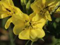 06 Oenothera agg