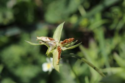 27 Viola arvensis ssp arvensis