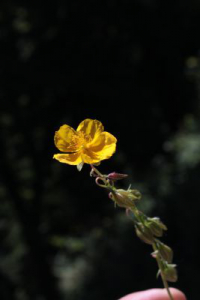 Helianthemum nummularium 10 04 07 2014