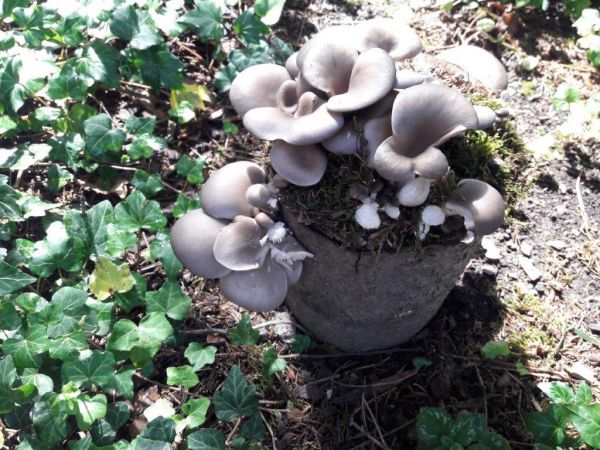 Pilze im Garten Pilze im Garten