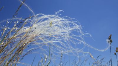 Stipa pennata 4 06 06 2014