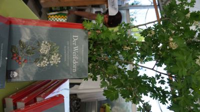 Lange Nacht der Wildkraeuter 2016 063