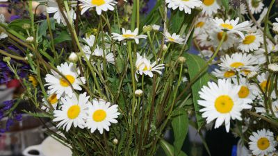 Lange Nacht der Wildkraeuter 2016 071