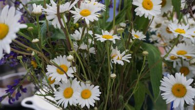 Lange Nacht der Wildkraeuter 2016 072