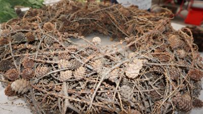 Lange Nacht der Wildkraeuter 2016 080