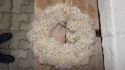 Lange Nacht der Wildkraeuter 2016 082