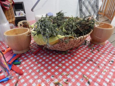 Lange Nacht der Wildkraeuter 2015 97