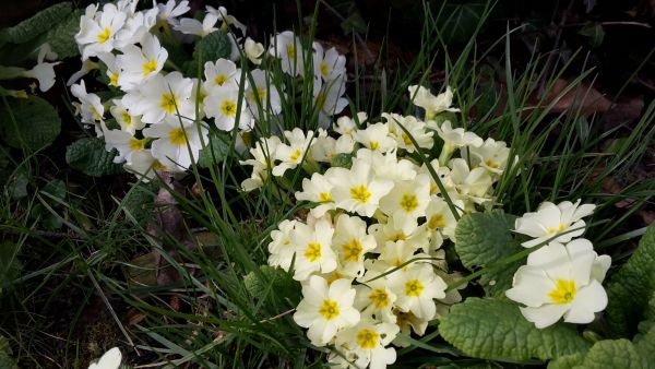 angelika nowacek 03 angelika nowacek 03