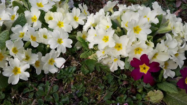 angelika nowacek 05 angelika nowacek 05