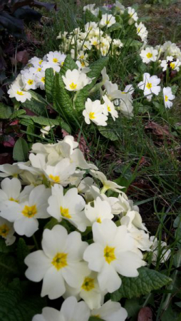 angelika nowacek 07 angelika nowacek 07