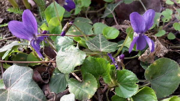 angelika nowacek 09 angelika nowacek 09