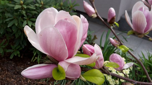 angelika nowacek 12 angelika nowacek 12