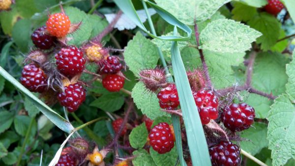 angelika nowacek 16 angelika nowacek 16