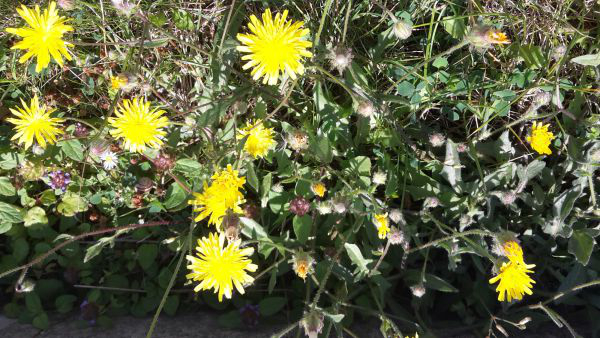 angelika nowacek 17 angelika nowacek 17