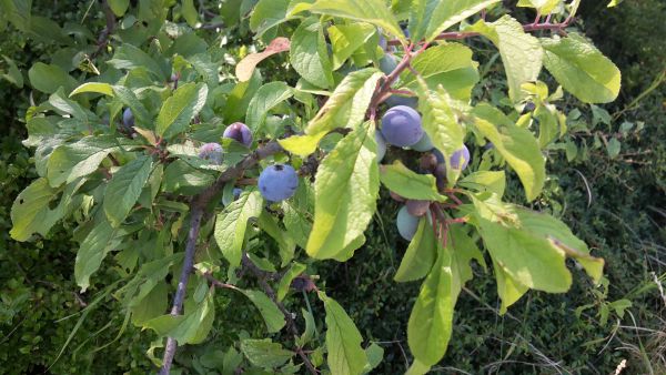 angelika nowacek 19 angelika nowacek 19