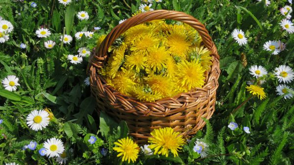 angelika nowacek 21 angelika nowacek 21