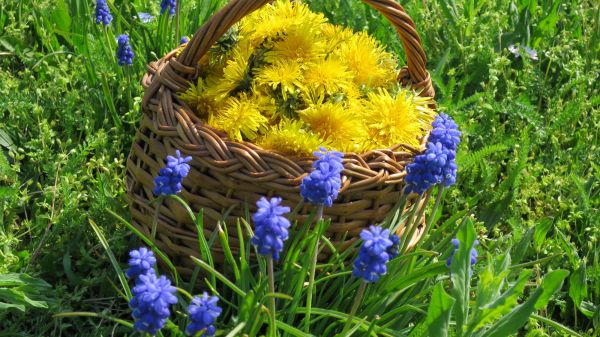 angelika nowacek 26 angelika nowacek 26