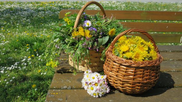 angelika nowacek 27 angelika nowacek 27