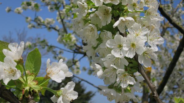 angelika nowacek 34 angelika nowacek 34