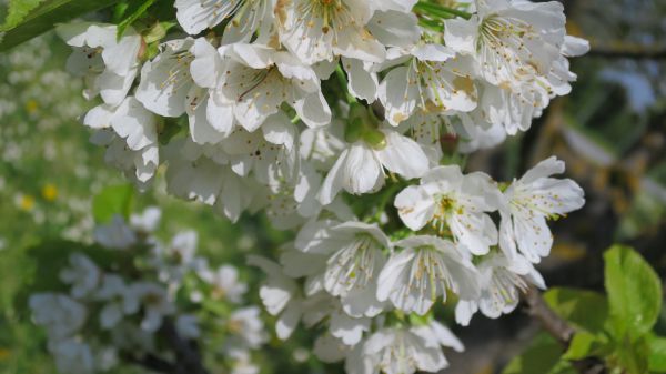 angelika nowacek 35 angelika nowacek 35