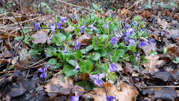 angelika nowacek 37 angelika nowacek 37